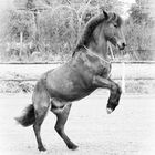 L’air du paradis est celui qui souffle entre les oreilles d’un cheval.