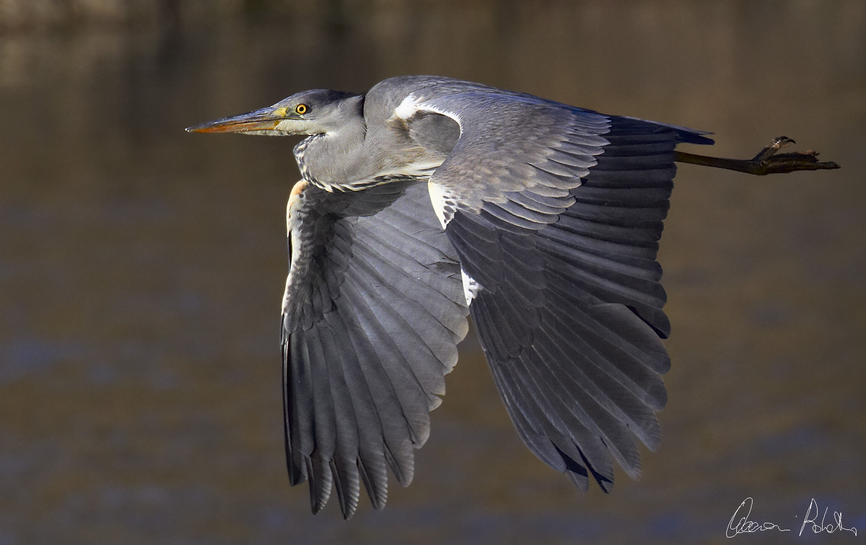 L'airone.