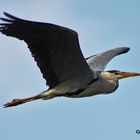 L'airone cinerino