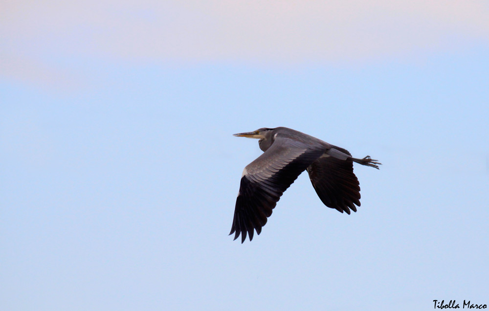 L'airone in volo