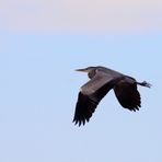 L'airone in volo