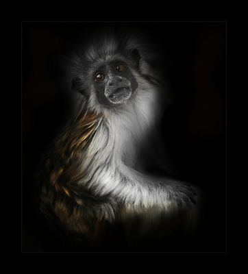 Laisse-moi sortir... s'il te plaît