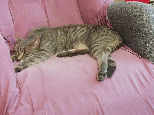 LAISSEZ MOI DORMIR SVP