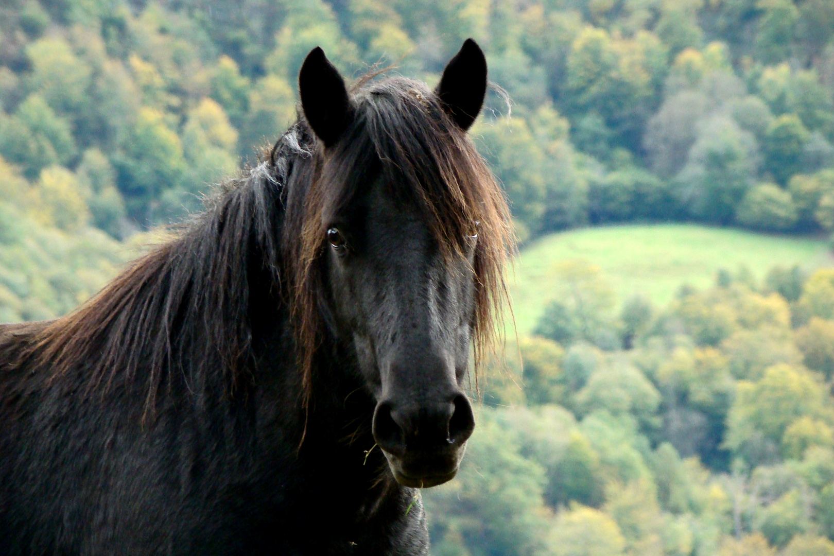 Laissez-moi mâcher ma brindille d'herbe!!!!