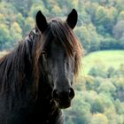 Laissez-moi mâcher ma brindille d'herbe!!!!