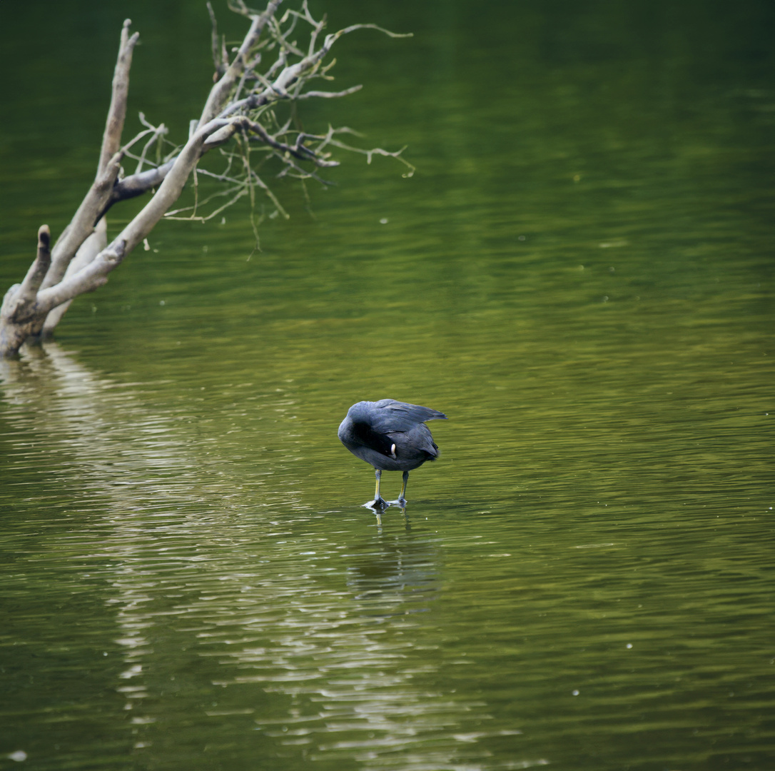 Lake Alone