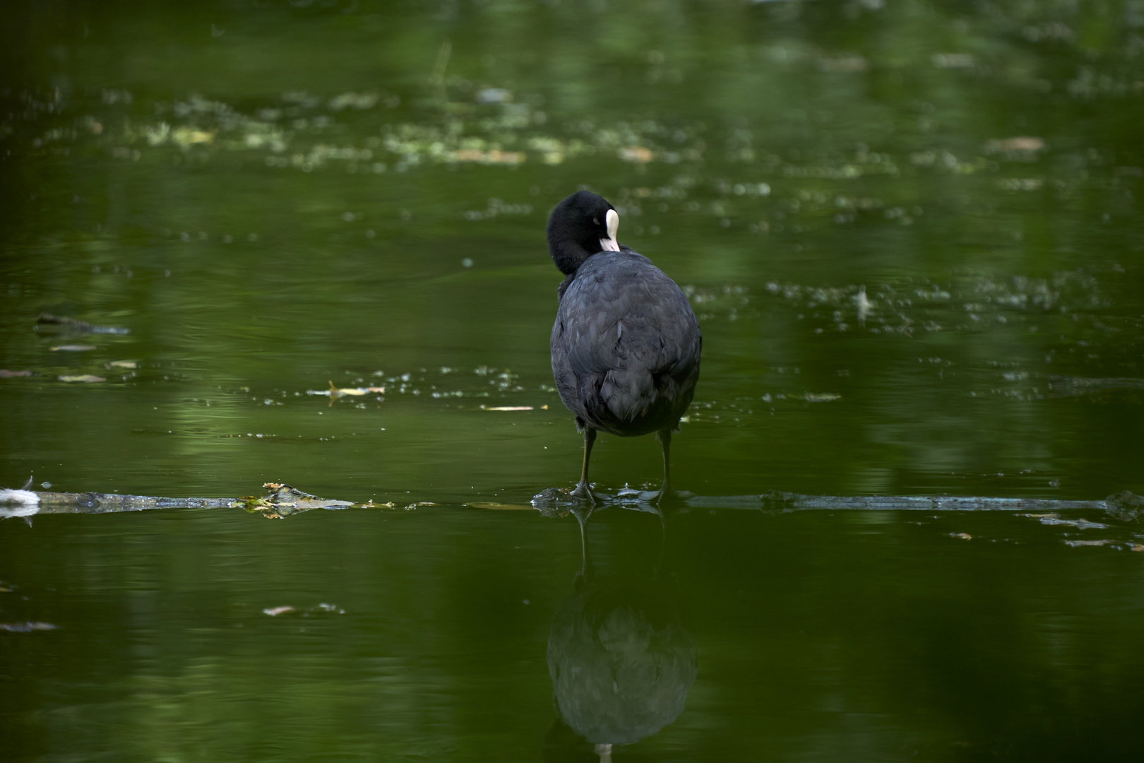 Lake Alone