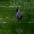 Lake Alone