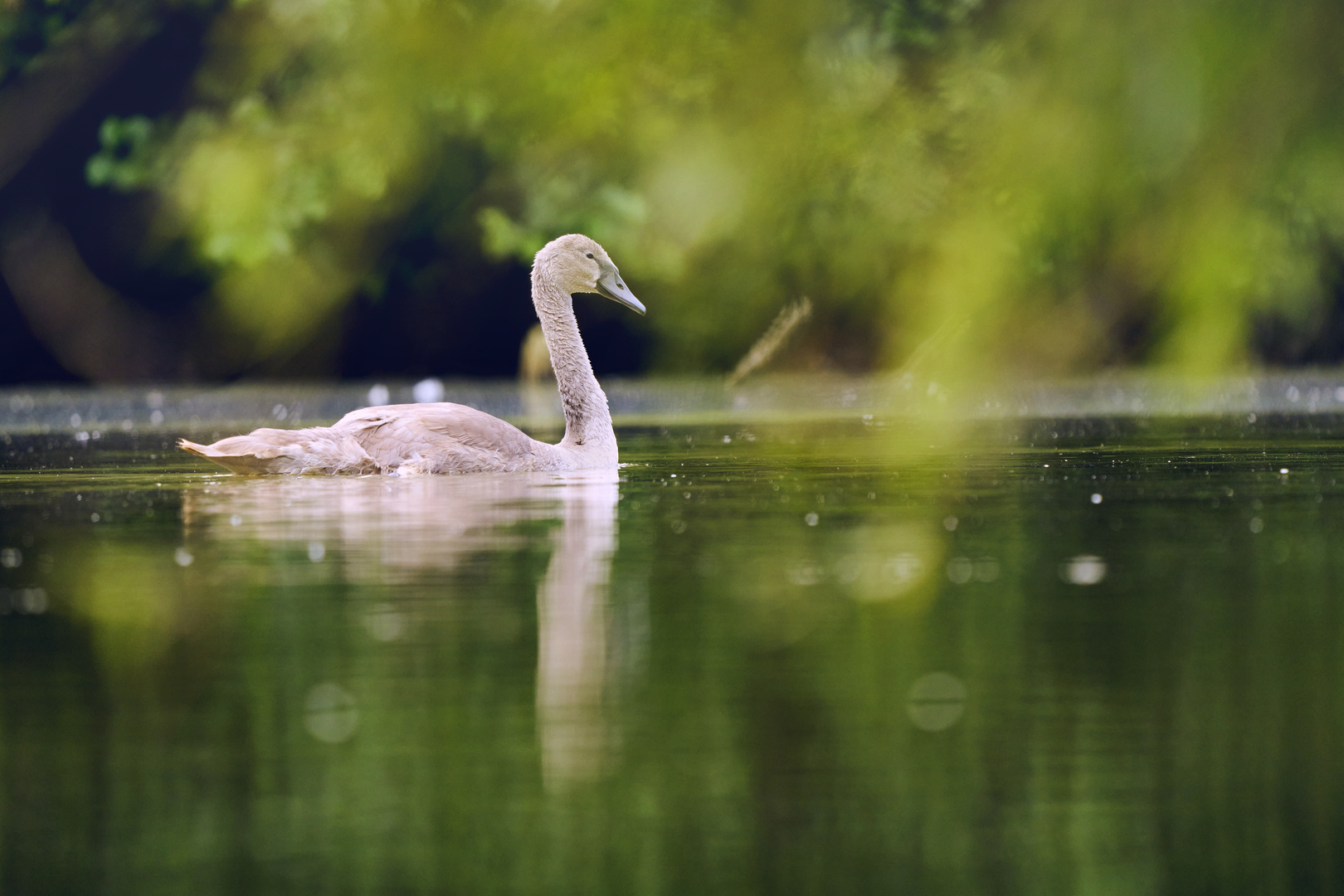 Lake Alone