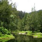 lake  and trees