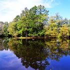 lake and trees