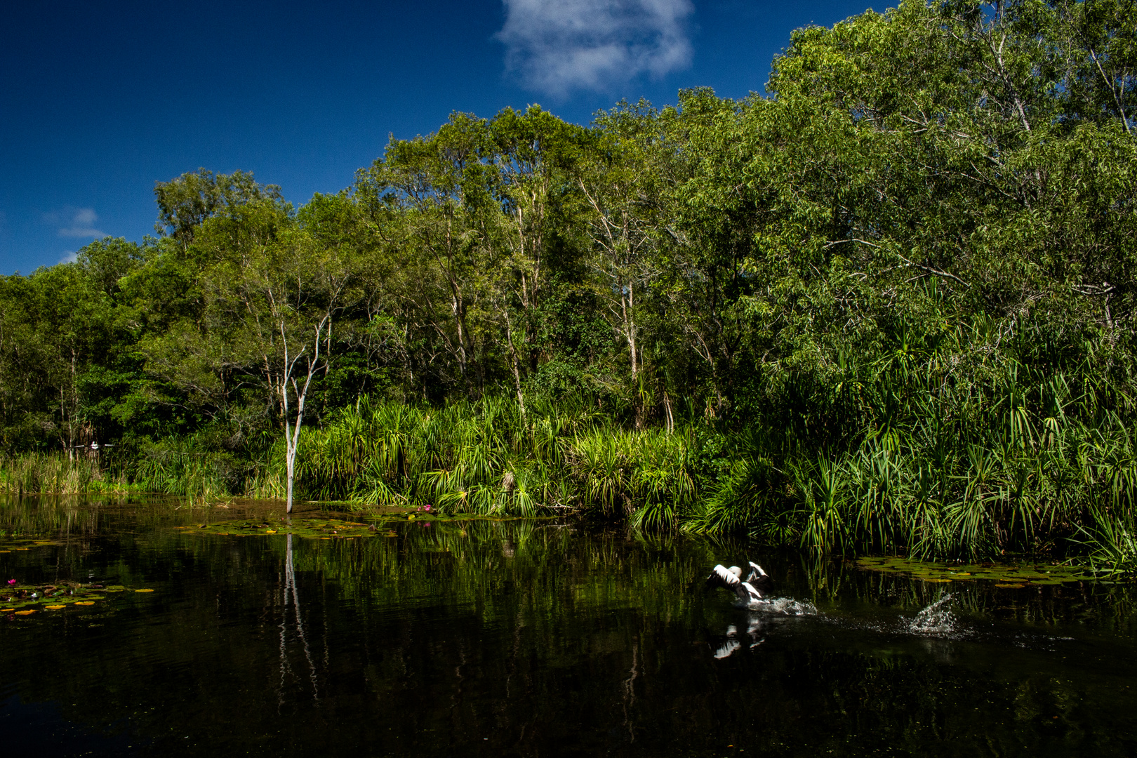 Lake at Territory Wildlife Park