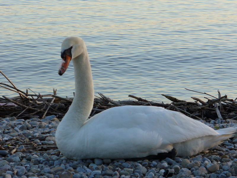 Lake Beauty