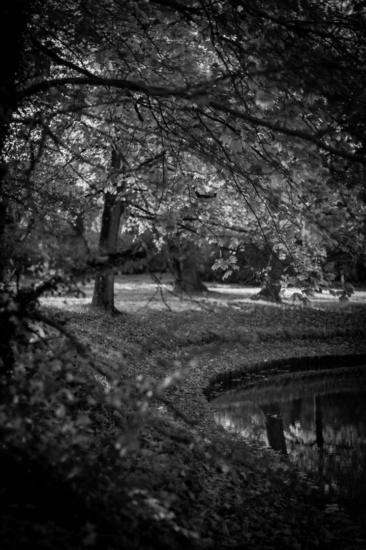 Lake Beauty Mono