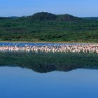 Lake Bogoria 1991