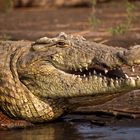 LAKE CHAMO NiLe cRoCoDiles