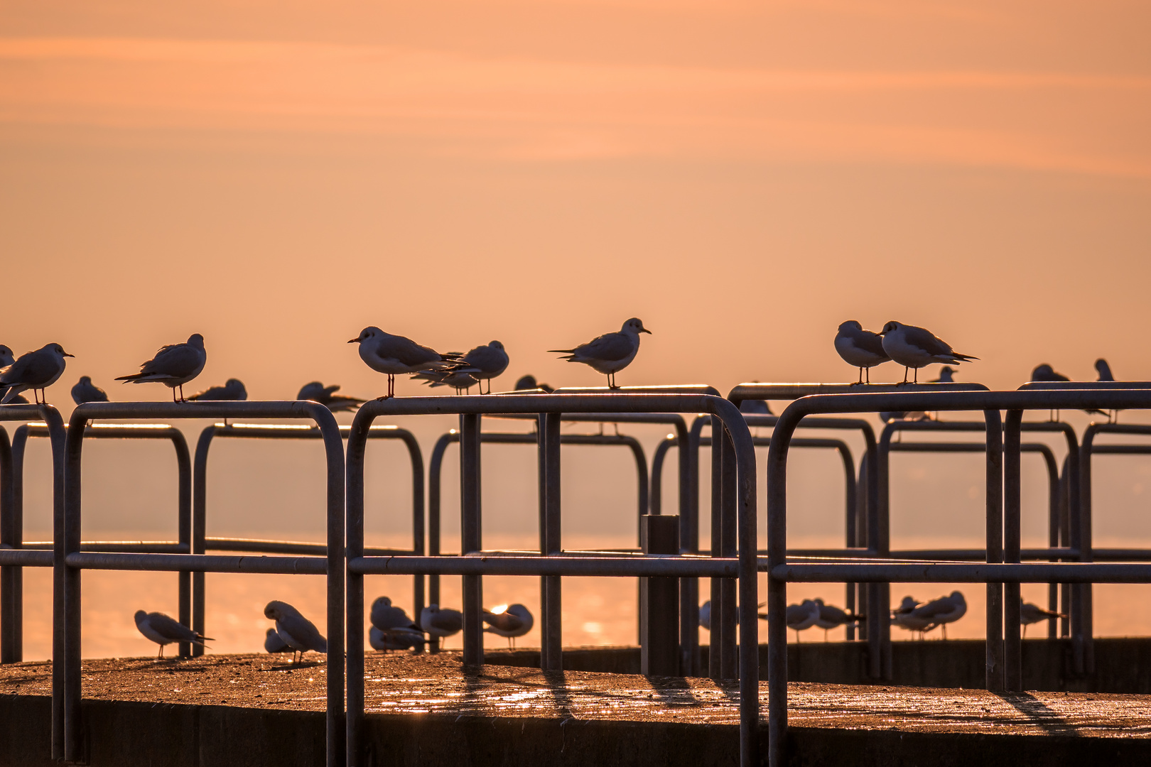 LAKE CONSTANCE : SEAGULL`S IN SUNSET