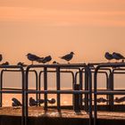 LAKE CONSTANCE : SEAGULL`S IN SUNSET