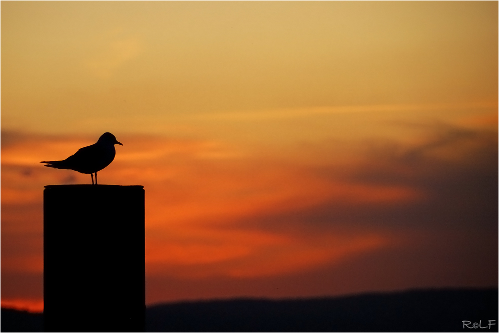 Lake Constance_Evening ambiance #2