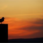 Lake Constance_Evening ambiance #2