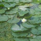 Lake Erie Water Lilies