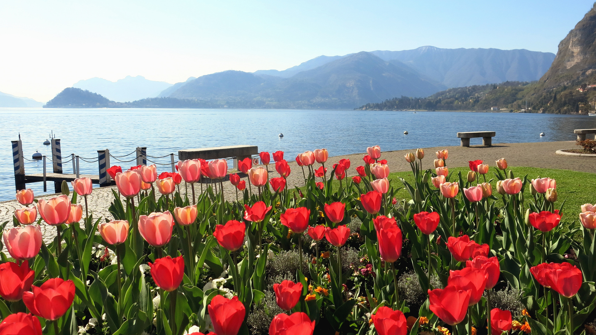 Lake flowers