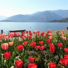 Lake flowers