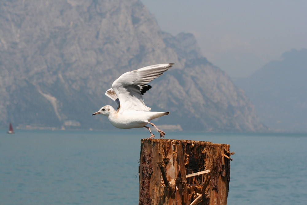 Lake Garda