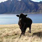 Lake Hawea, New Zealand