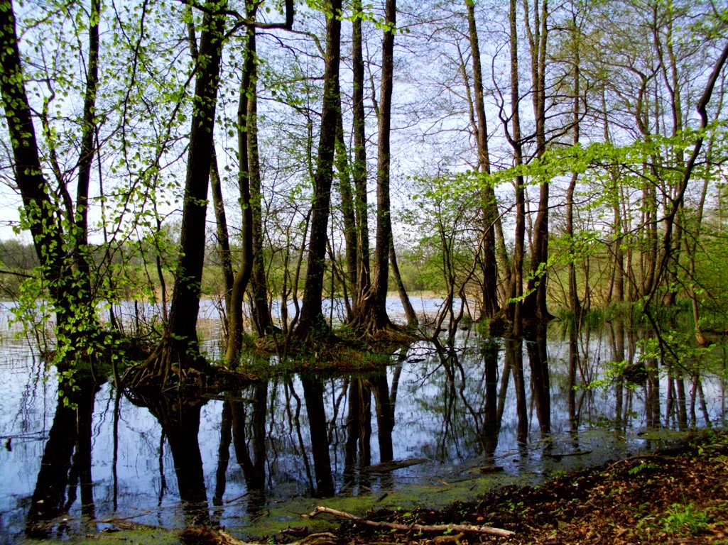 Lake in forest