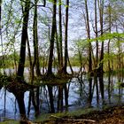 Lake in forest