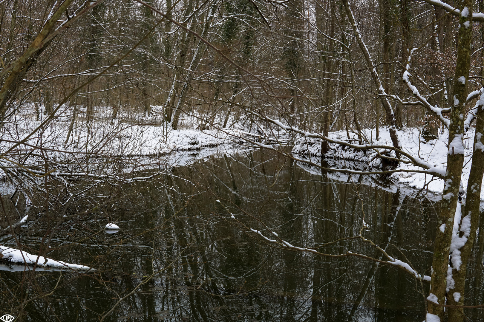 lake in the forest