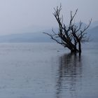 Lake Kerkini GR