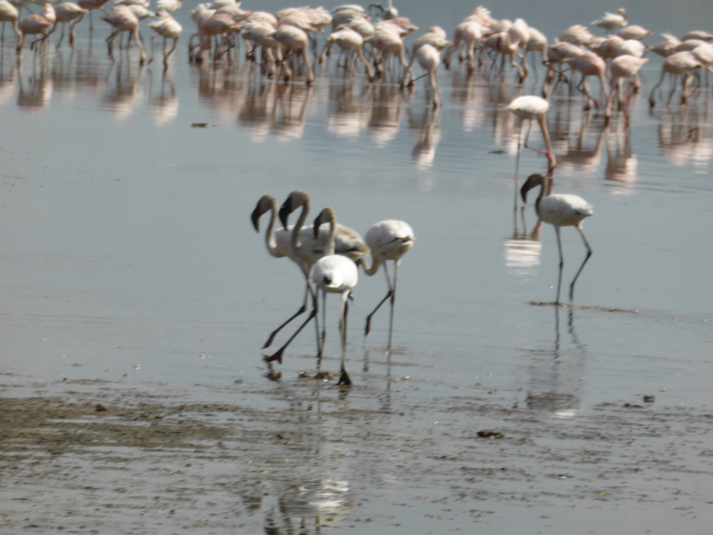 Lake magadi 