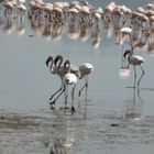 Lake magadi 