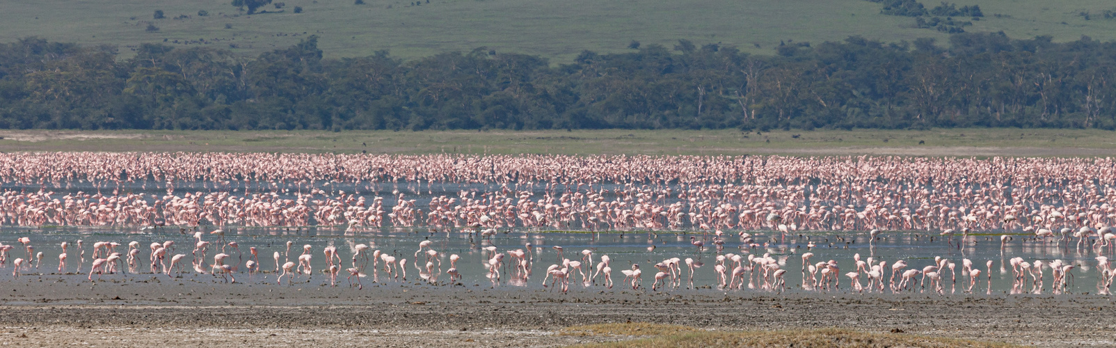 Lake Magadi, Ngorongoro Krater