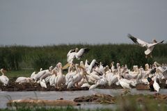 Lake Manyara (3)