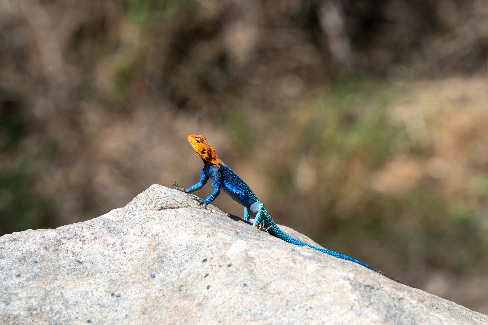 Lake Manyara