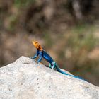 Lake Manyara