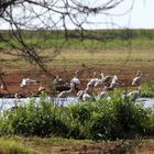 Lake Manyara