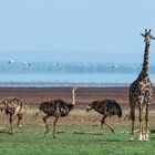 Lake Manyara