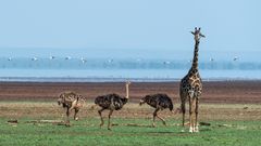 Lake Manyara