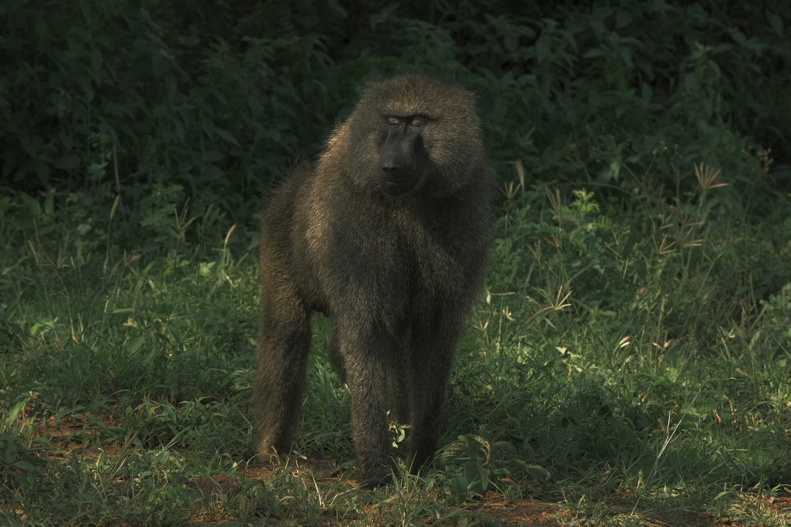 Lake Manyara National Park