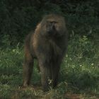 Lake Manyara National Park