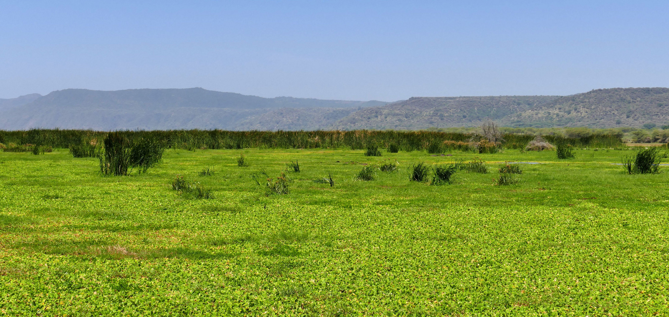 ...Lake Manyara NP...