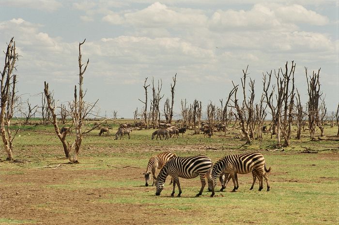 Lake Manyara NP mit Folgeschäden des Wirbelsturms "El Nino"