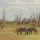 Lake Manyara NP mit Folgeschäden des Wirbelsturms "El Nino"