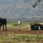 Lake Manyara_1