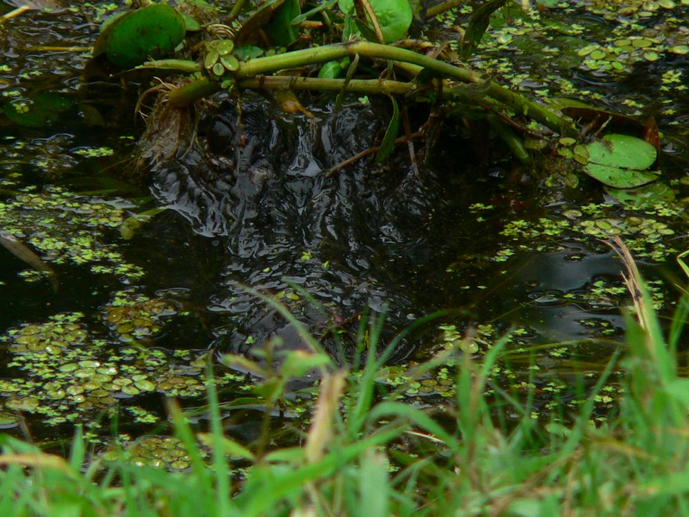 Lake Martin Alligator
