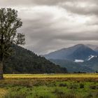 Lake Matheson Walk